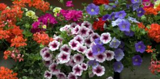 Vicenza fiorita 2023, alla biblioteca “La Vigna” le premiazioni per l’iniziativa del Fai Vicenza fiorita