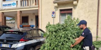 Marijuana in mezzo alle piante di pomodoro, Polizia Locale Nordest Vicentino denuncia 45enne di Thiene anche per eroina Marijuana