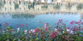 La salute mentale passa anche dall’ambiente e il nord Italia è l’area più inquinata del continente europeo Ambiente ideale