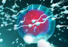 Così corrono gli spermatozoi, scoperte due proteine vitali per la fertilità