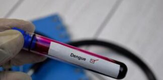 Dengue, lo studio: in Italia serve forte sorveglianza genomica e tracciare i casi