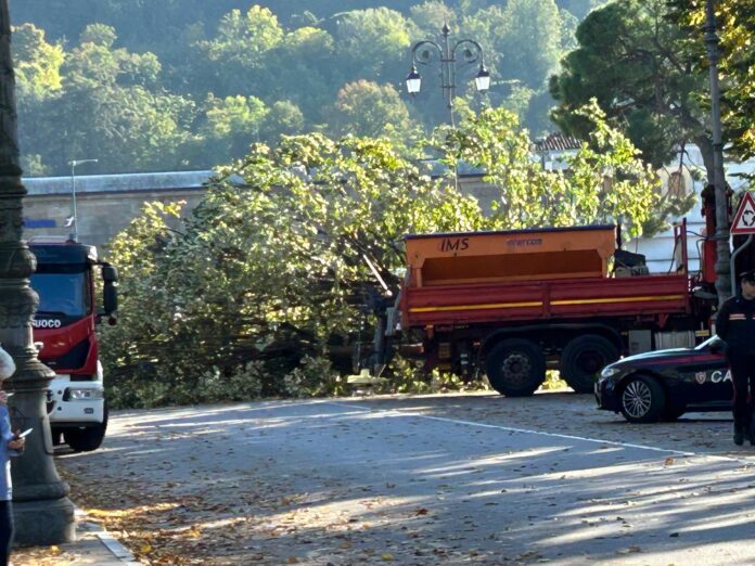 Albero caduto nella zona di Campo Marzo a Vicenza