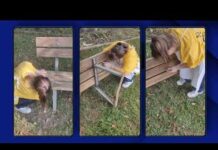 “Progetto 739”, ULSS 8 Berica con Caritas, Serenissima Ristorazione, Legambiente e Circolo Noi San Lazzaro per esperienze lavorative soggetti con disabilità “Progetto 739”, ULSS 8 Berica con Caritas, Serenissima Ristorazione, Legambiente e Circolo Noi San Lazzaro