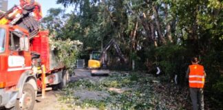 Via Stuparich Vicenza, il Comune interviene al posto del privato sui pioppi pericolanti via stuparich vicenza