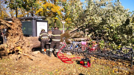 Vigili del Fuoco al lavoro su albero caduto nella zona di Campo Marzo a Vicenza