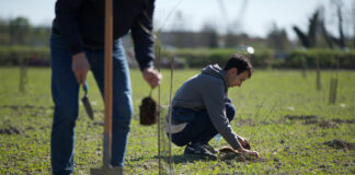 Parco fiume Brenta: per la Festa dell’Albero nuove piantumazioni in comuni del Vicentino e del Padovano parco fiume brenta alberi