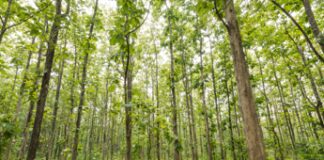 Quanto costa creare un nuovo bosco