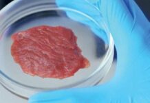 Carne sintetica, Formaggio (FdI): “Soddisfatto per il divieto del Parlamento, anche il Consiglio del Veneto si espresse in tal senso”