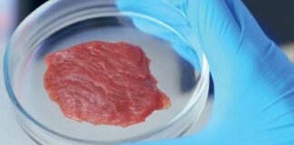 Carne sintetica, Formaggio (FdI): “Soddisfatto per il divieto del Parlamento, anche il Consiglio del Veneto si espresse in tal senso”