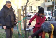 Un tiglio per Patrizio Giulini in viale Margherita da Civiltà del Verde e Italia Nostra: “Compagno di battaglie per Campo Marzo e Parco Querini”