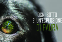 Capodanno, da Oipa il video-decalogo per proteggere gli animali dai botti. Il pericolo arriva anche dalle lanterne cinesi capodanno