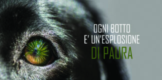 Capodanno, da Oipa il video-decalogo per proteggere gli animali dai botti. Il pericolo arriva anche dalle lanterne cinesi capodanno
