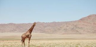 Coinbase all’assalto dell’Africa