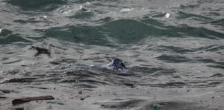 Dai rifiuti plastici alla tela di ragno, arrivano i batteri verdi