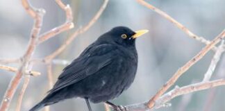 Giorni della Merla addio, sembra primavera