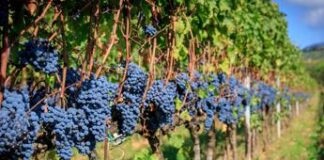 Il clima penalizza l’economia dell’agricoltura: i dati Istat