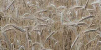 Italiani sempre più celiaci, ecco le linee guida per diagnosi e terapia