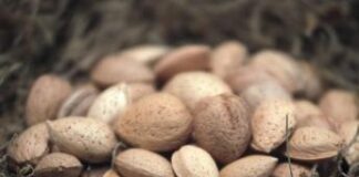 Macfrut, Ismea: Italia investe su frutta in guscio ma il clima taglia le rese e riduce la produzione