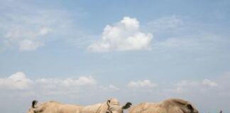 Missione salvare il rinoceronte bianco del Nord, prima gravidanza apripista