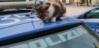 Lite di condominio a Vicenza: intervento della Polizia di Stato per controversia legata a spray anti-gatti Polizia di Stato interviene anche per i... gatti (foto di archivio)