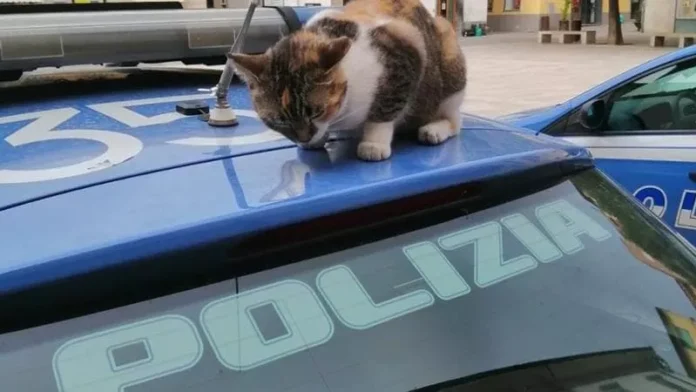 Polizia di Stato interviene anche per i... gatti (foto di archivio)