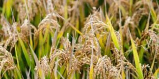 Sostenibilità: indagine, per i GenZer uno stile di vita è rigenerante quando c’è attenzione sia al proprio benessere che a quello del pianeta