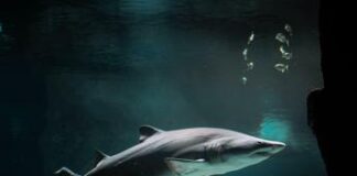 Squali, la strage silenziosa che minaccia la biodiversità