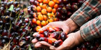 Uiops e Assitol: “Olio di palma sostenibile, versatile e sicuro”