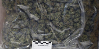 In monopattino a Vicenza con 2 chilogrammi di “Maria”: nigeriano arrestato dalla Polizia marijuana vicenza spacciatore arrestato a