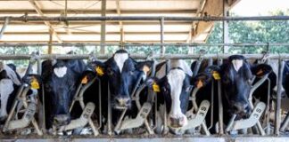 Altroconsumo, benessere animale importante ma servono informazioni affidabili