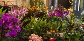 Capitanio (Aiph): “Italia tra i principali fornitori di fiori e piante”