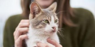 Caso di peste bubbonica negli Usa, paziente contagiato dal suo gatto in Oregon