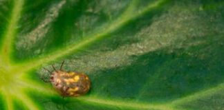 Coldiretti: “Da invasione specie aliene danni per 1 mld di euro a campi e vivai”