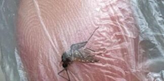 Emergenza Dengue in Brasile, quasi 1 milione di casi nel 2024