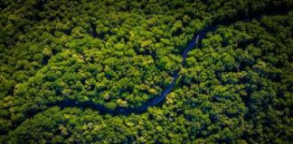 Foresta amazzonica a rischio entro il 2050