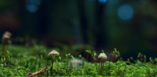 I funghi rendono sostenibili i boschi verticali?