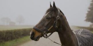 ‘Io sono Varenne, il figlio del vento’, il docu-film sul cavallo più vincente del mondo