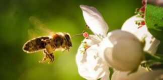 Ok definitivo del Parlamento Ue al Nature Restoration Law, esultano gli ambientalisti