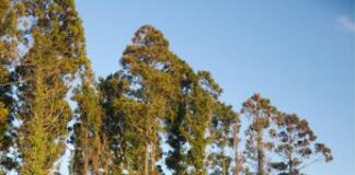 Produrre legname senza abbattere gli alberi: come funziona il Daisugi