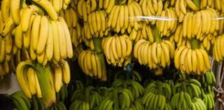 Russia, tensione con Ecuador: stop di Mosca a import banane, ecco perché