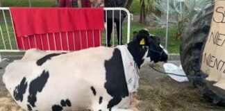 Sanremo 2024, gli agricoltori in attesa sul lungomare: “Contatti con la Rai”