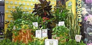 Smog, Coldiretti lancia piante mangia polveri e salva polmoni