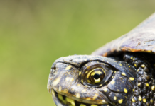 Testuggine palustre europea, due mostre all’Oasi di Casale e al Museo Naturalistico Archeologico nell’ambito del progetto LIFE URCA PROEMYS Testuggine palustre europea (Crediti foto Life Urca proEmys, https::www.urcaproemys.eu)