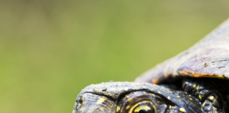 Testuggine palustre europea, due mostre all’Oasi di Casale e al Museo Naturalistico Archeologico nell’ambito del progetto LIFE URCA PROEMYS Testuggine palustre europea (Crediti foto Life Urca proEmys, https::www.urcaproemys.eu)