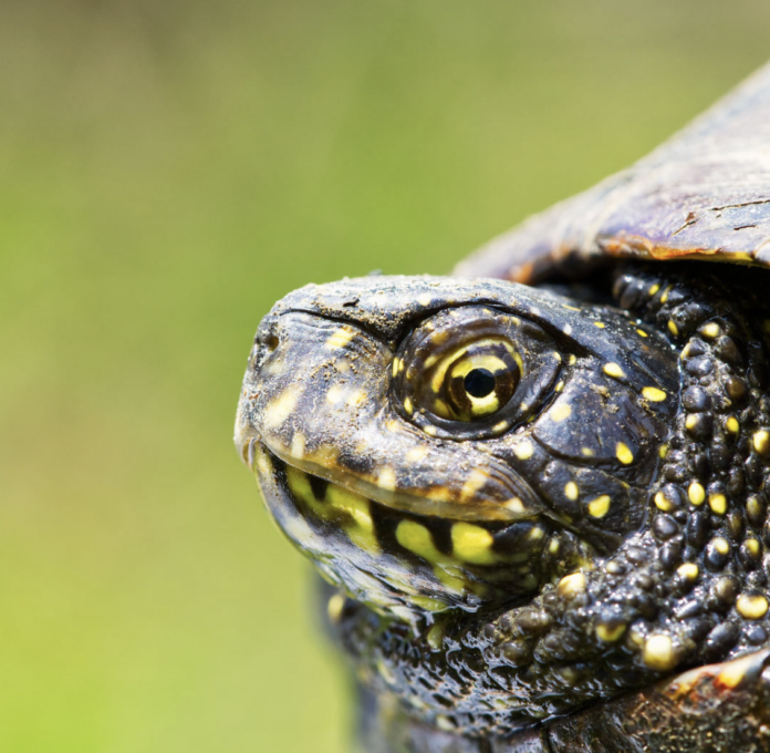 Testuggine palustre europea (Crediti foto Life Urca proEmys, https::www.urcaproemys.eu)