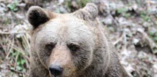 Trentino, abbattuto orso M90. Corpo forestale: “Era pericoloso”