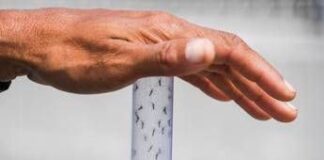 West Nile, Rocca “Nel Lazio è stato raggiunto il picco”