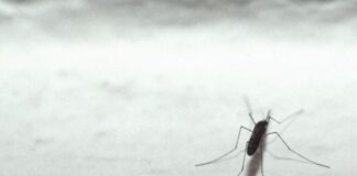 Dengue, cosa si rischia con l’arrivo del caldo dengue zanzara insetto adnkronos