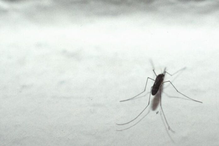 dengue zanzara insetto adnkronos