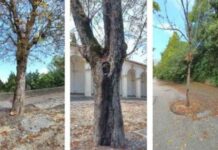 Da lunedì al via la riqualificazione del filare di ippocastani lungo la salita dei Portici di Monte Berico, Portici di Monte Berico, al via la sistemazione del filare di ippocastani